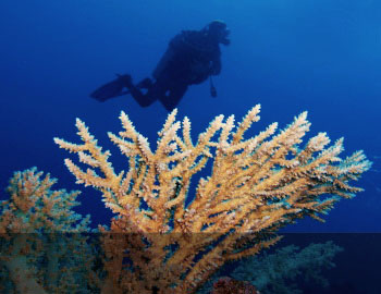 Deep Diver - hloubka