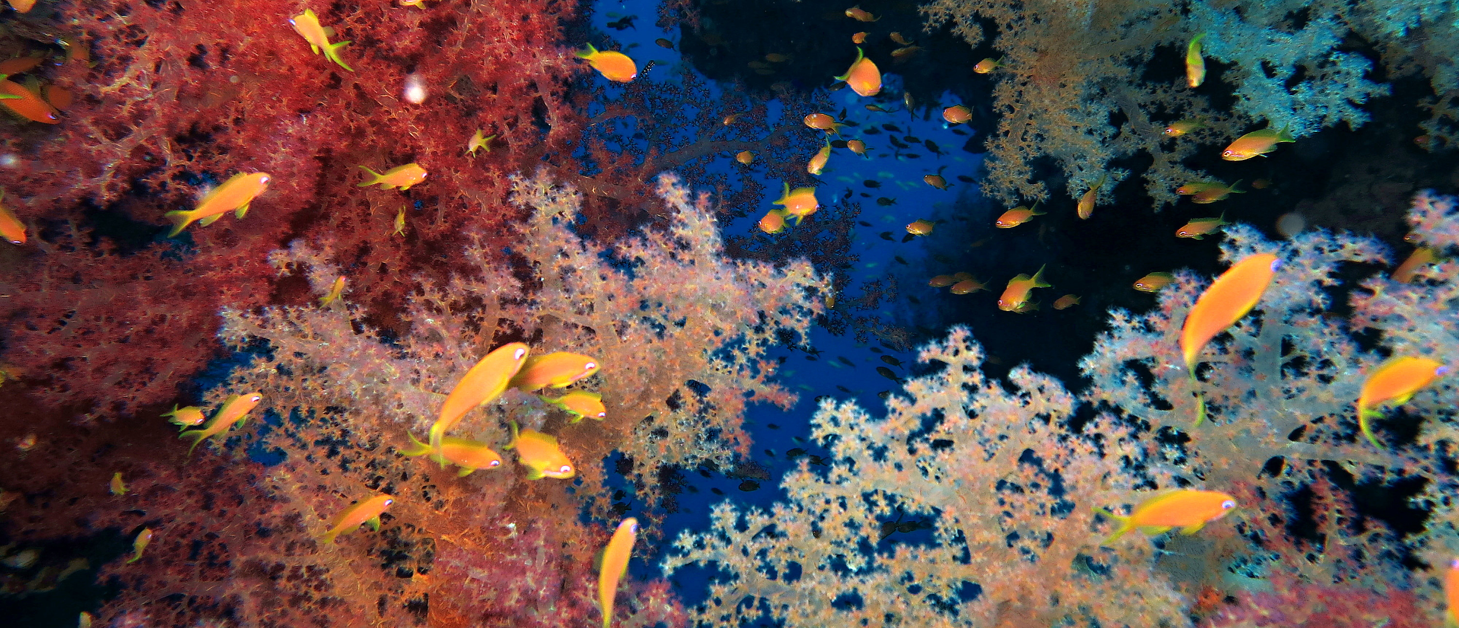 Diving Hurghada Egypt