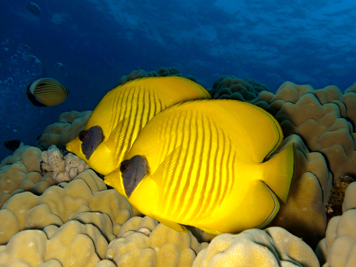 Diving Hurghada