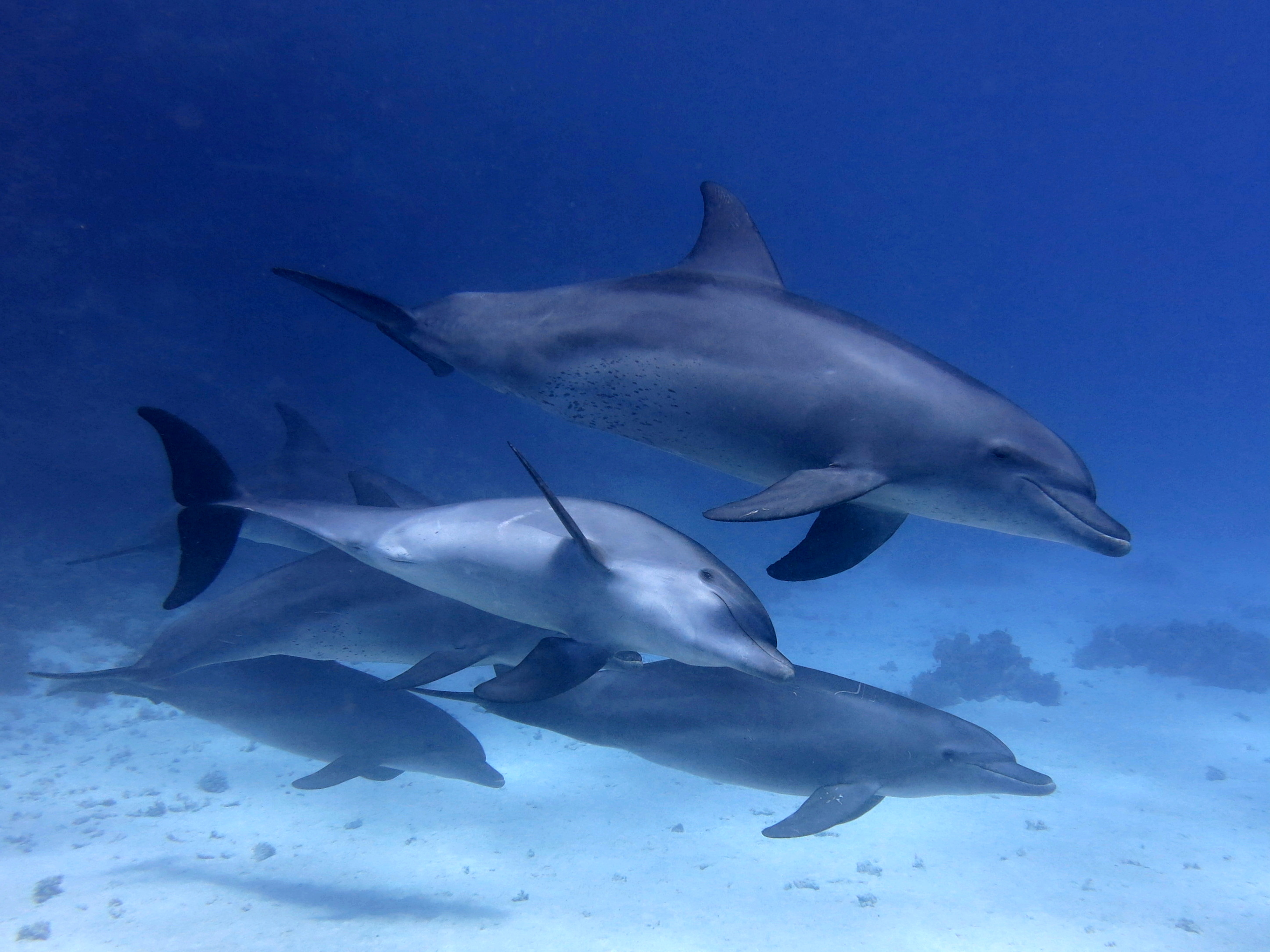 Diving Hurghada
