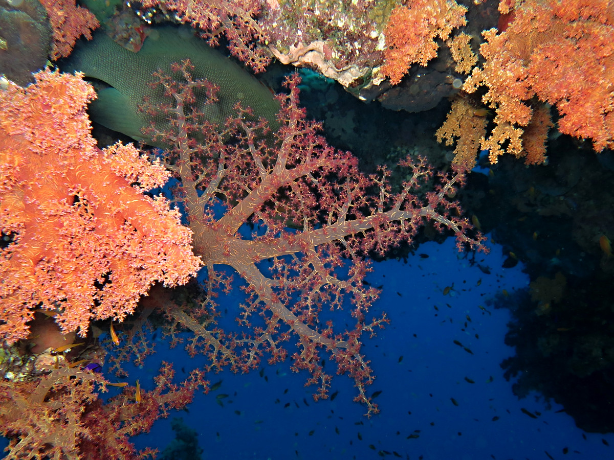 Red Sea Diving