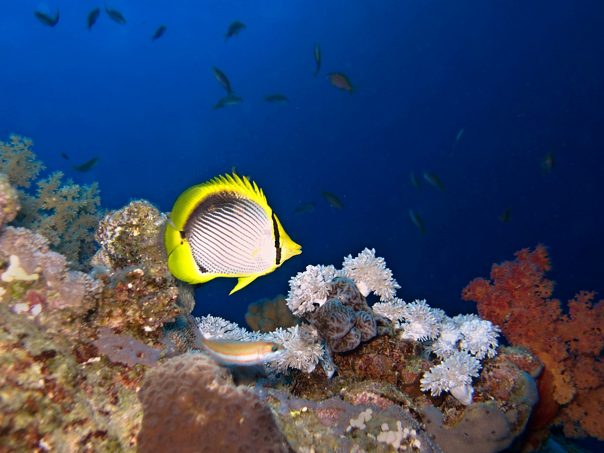 Red Sea Diving