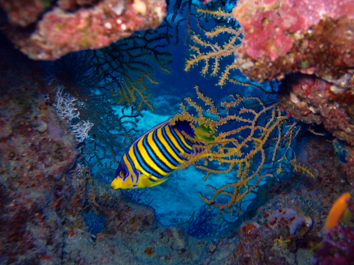 Red Sea Diving