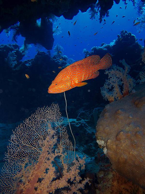 Pot p n Hurghada Egypt Hurghada Pot p n 